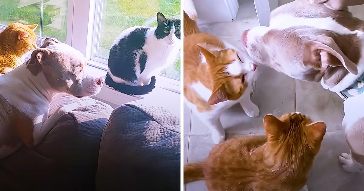 Playful Pitbull Becomes Nanny to Two Adorable Kittens