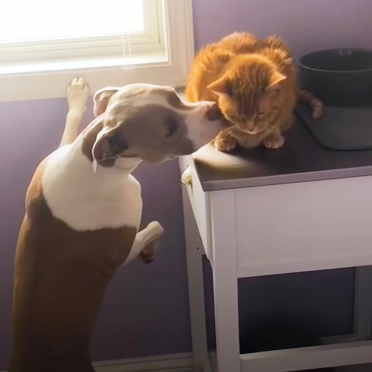 Pitbull and kitten
