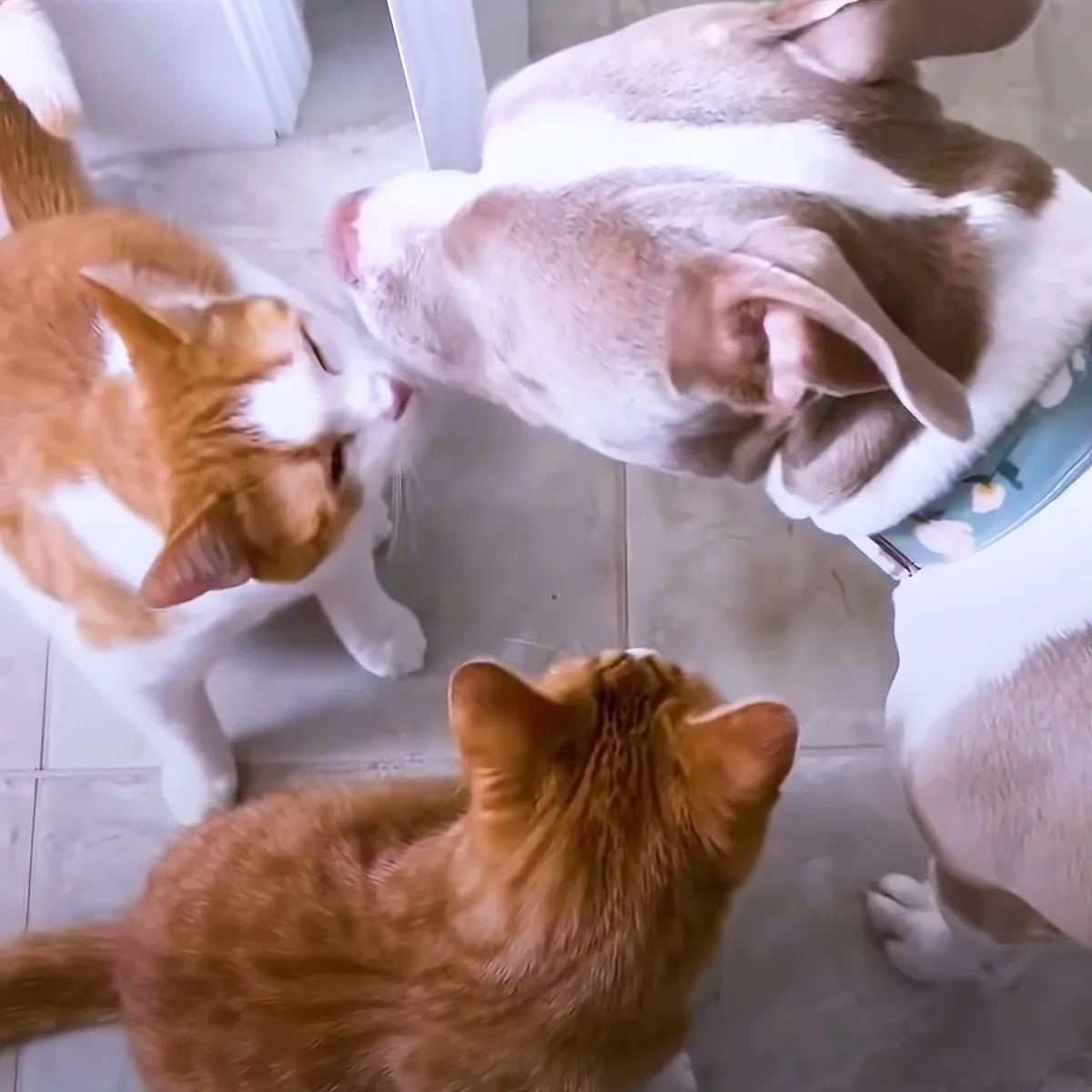 Pitbull and kittens