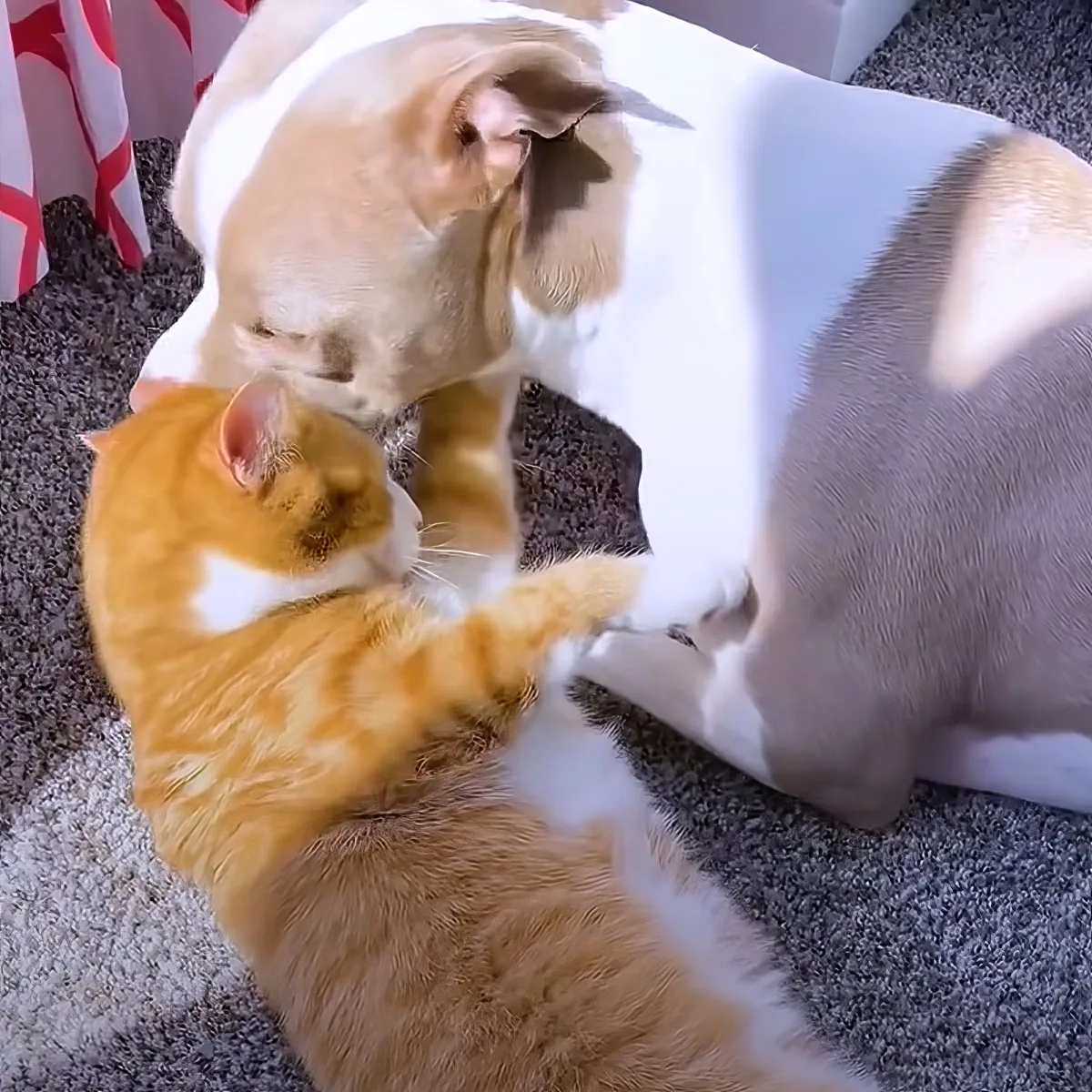 Pitbull and kittens