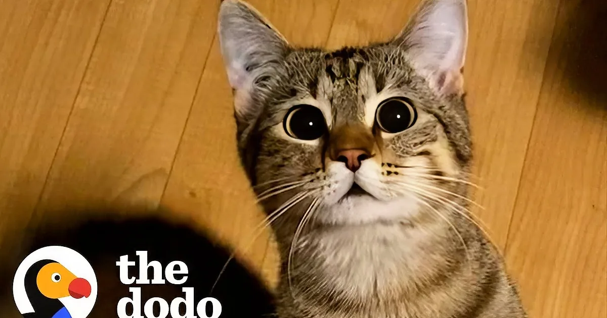 Cute Kitty Stands up and Hops Like a Kangaroo for Treats