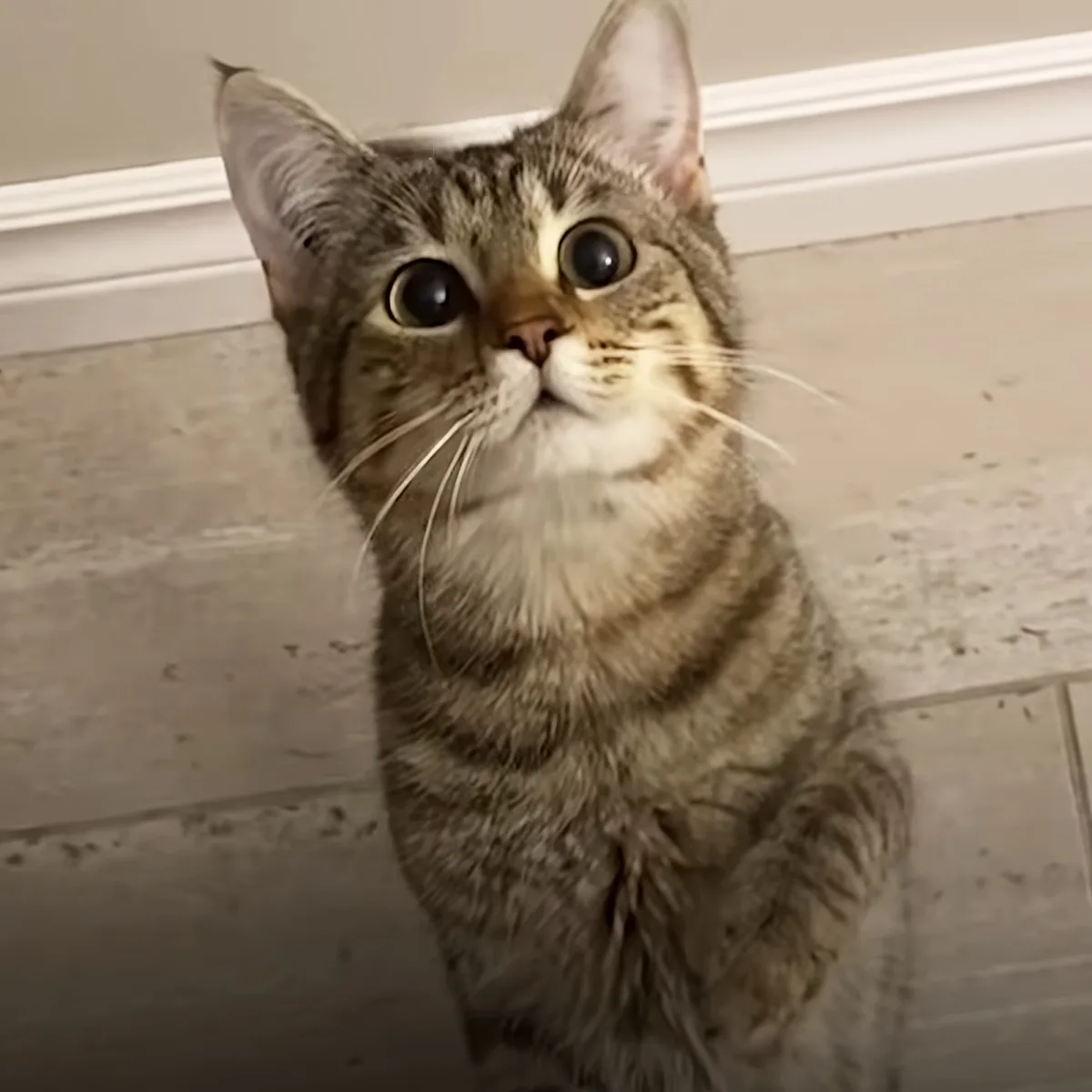 A curious tabby cat with wide eyes sits on a tiled floor, looking up.