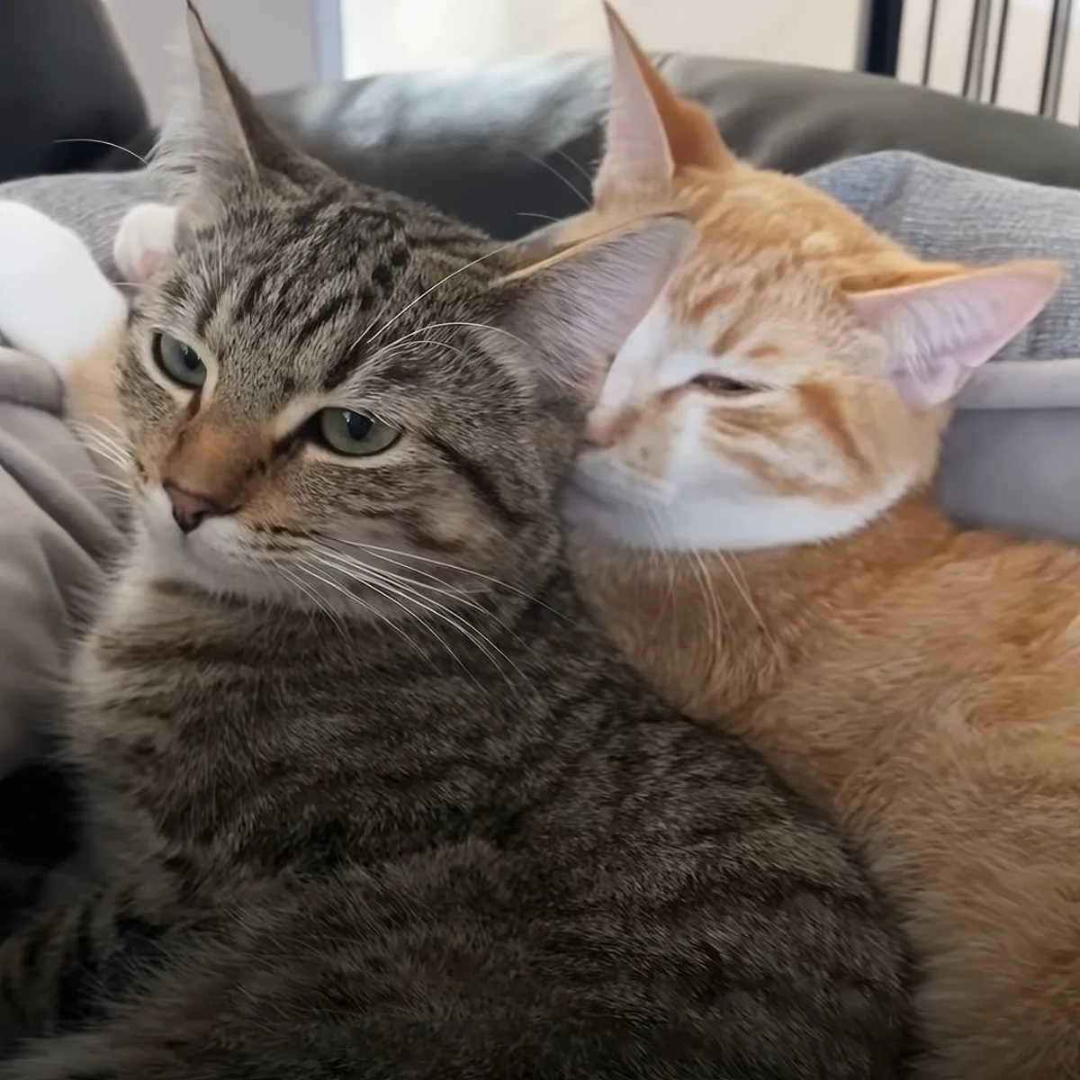 A tabby cat and an orange cat are cuddling on a gray surface, with the tabby looking directly at the camera.