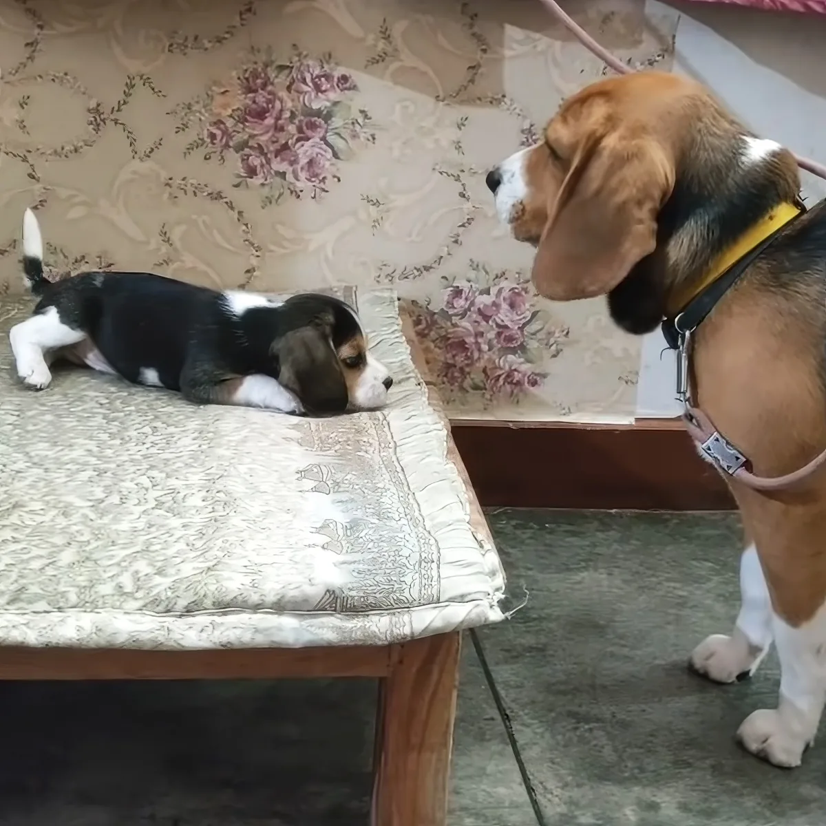 Beagle father and daughter