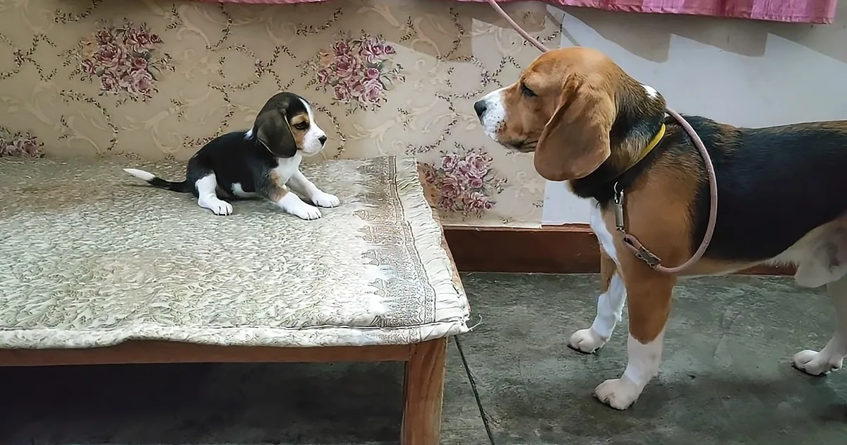 Beagle Father and Daughter Have a Heated Argument; Daughter Wins