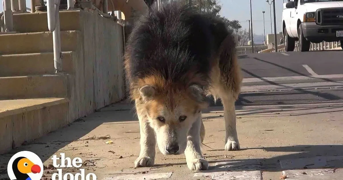 Rescued Senior Dog Becomes Puppy Again in Heartwarming Video