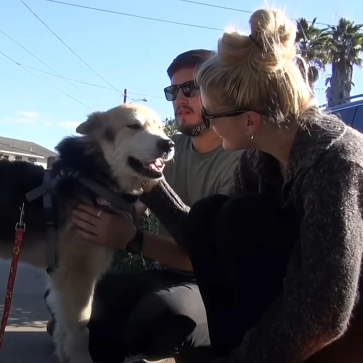 Rescued senior dog