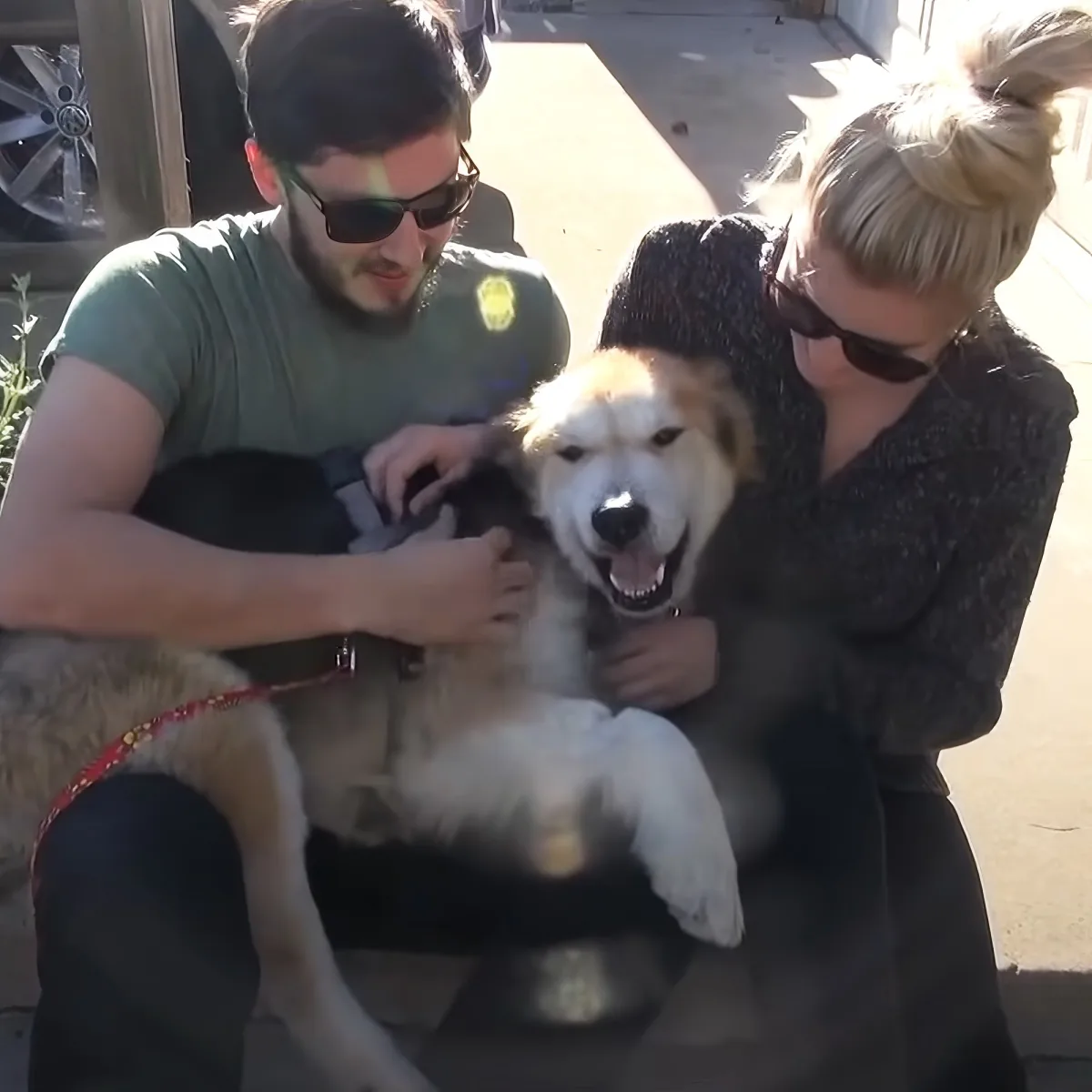 Rescued senior dog