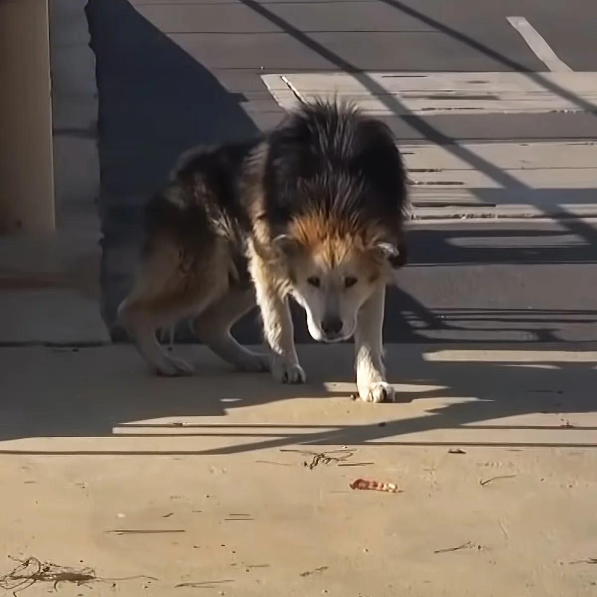 Rescued senior dog