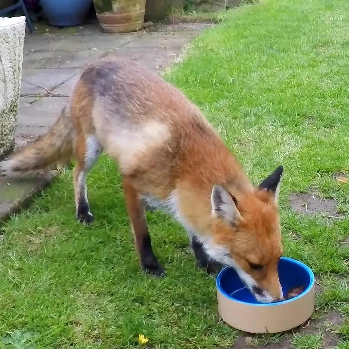 Fox in a garden