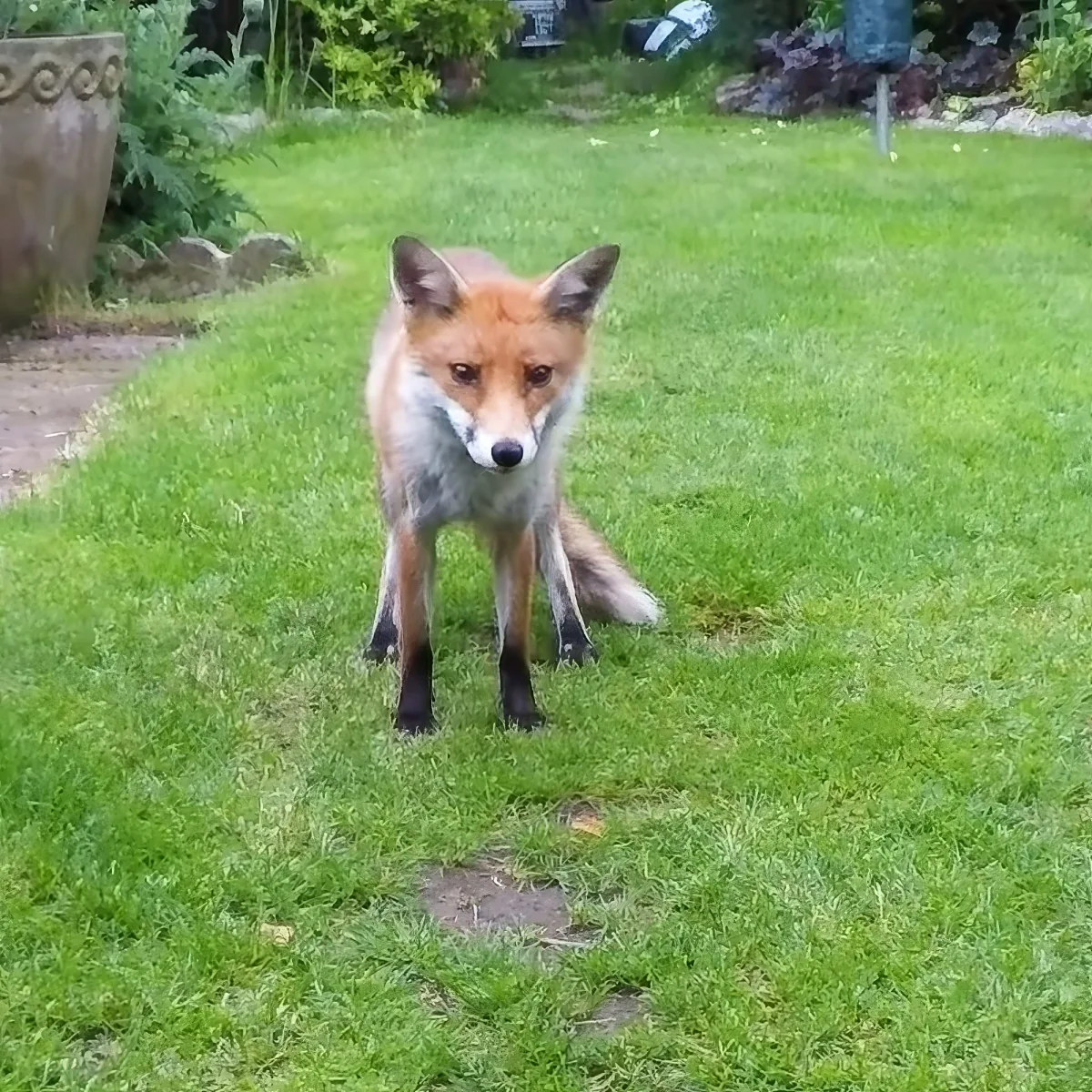 Fox in a garden