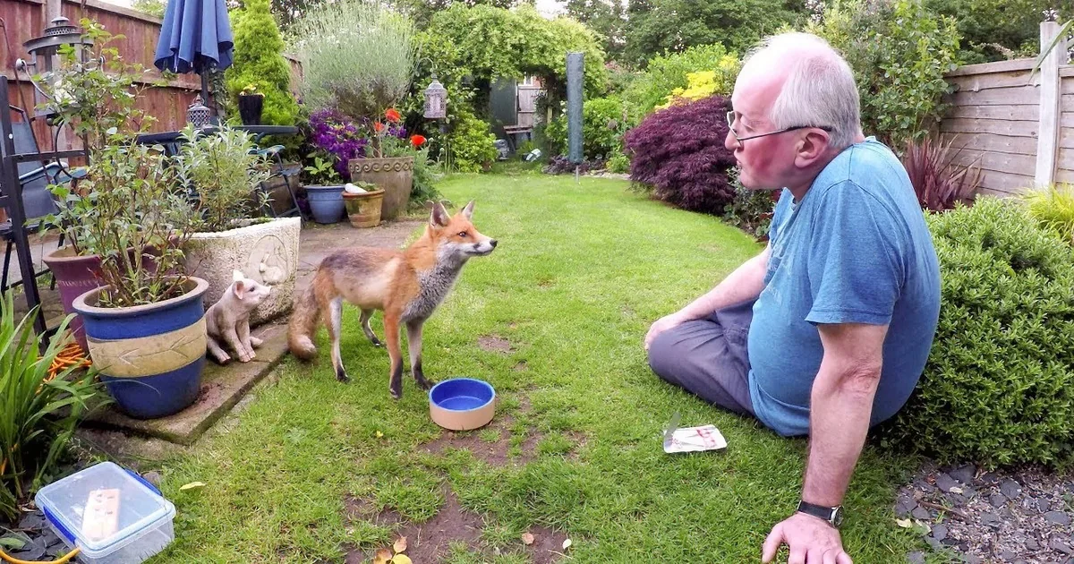 A fox stands near a blue bowl, facing a man sitting on the grass in a garden.