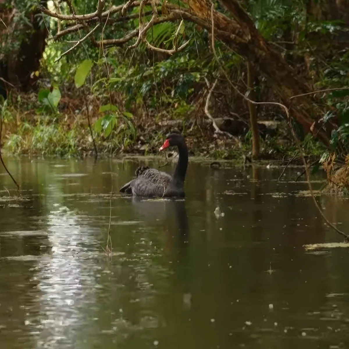 A black swan with a red beak swims in murky water surrounded by lush greenery.