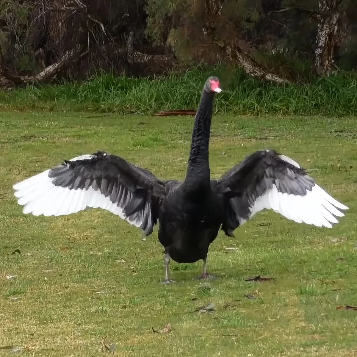 A black swan with white wing tips spreads its wings on a grassy field.