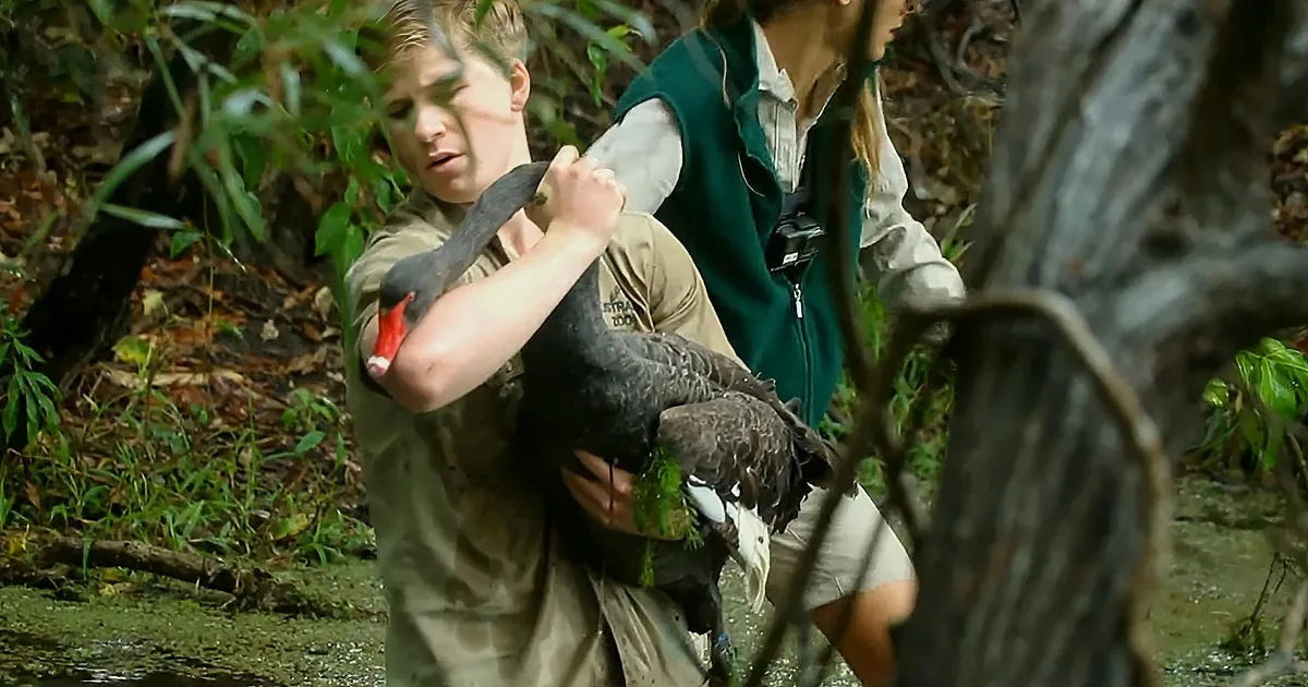 A person holds a black swan with a red beak, surrounded by greenery and a stream.