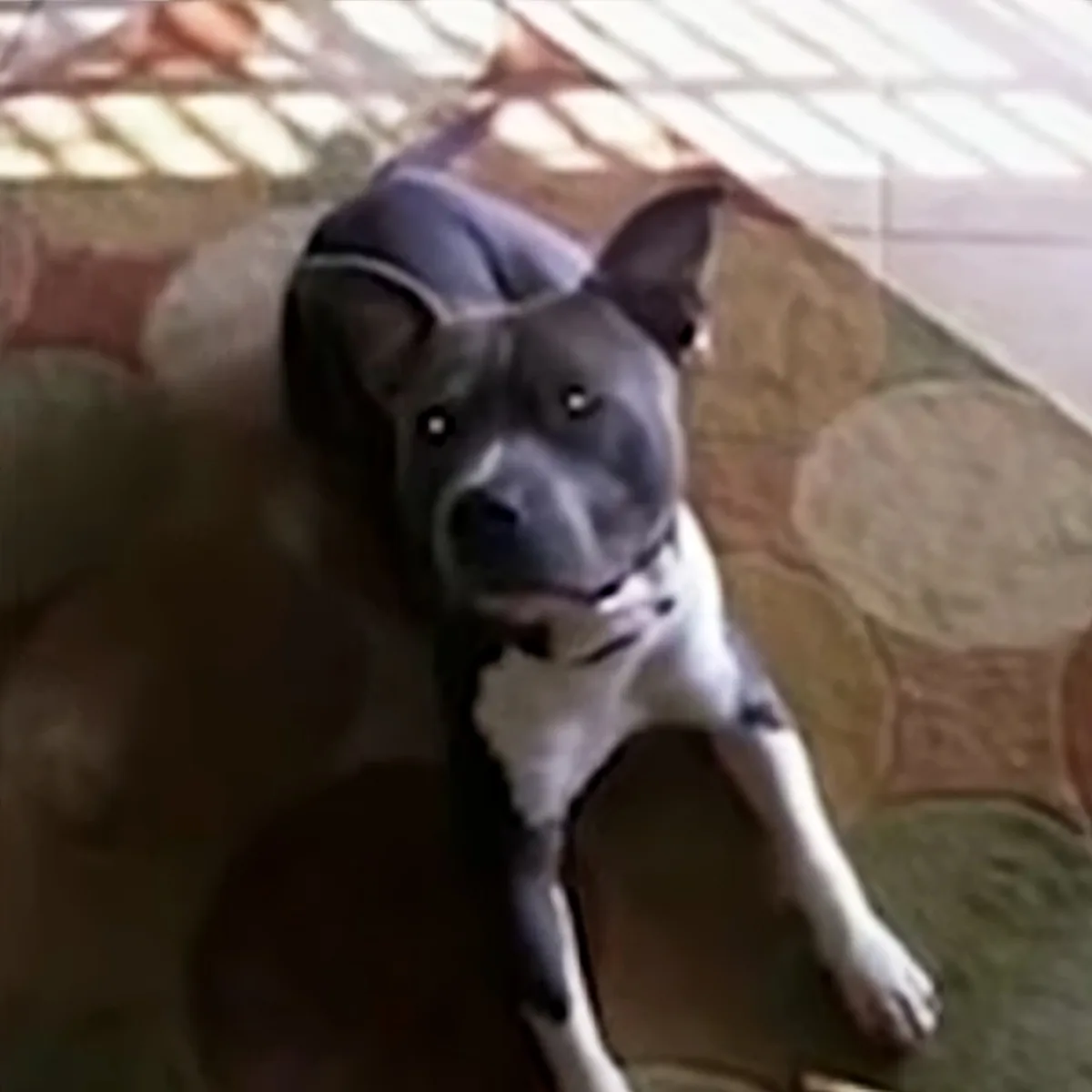 A pit bull dog with a white chest sits on a patterned floor, looking up.