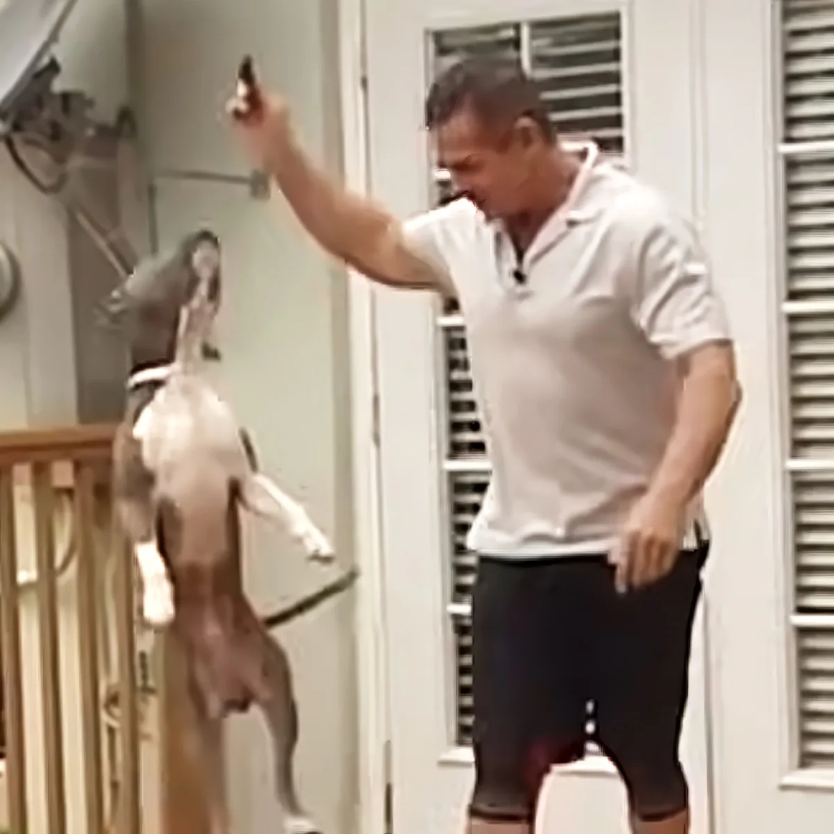 Pitbull playing with his human dad