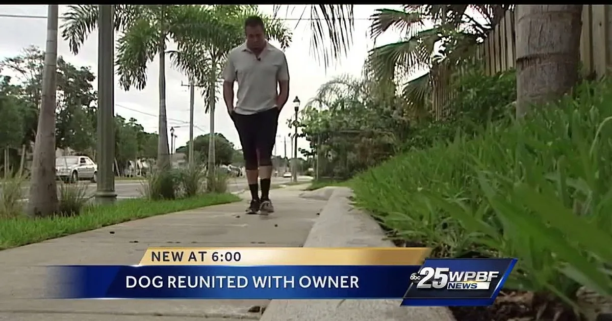 Stolen Pitbull Reunited With Heartbroken Dad in the Nick of Time