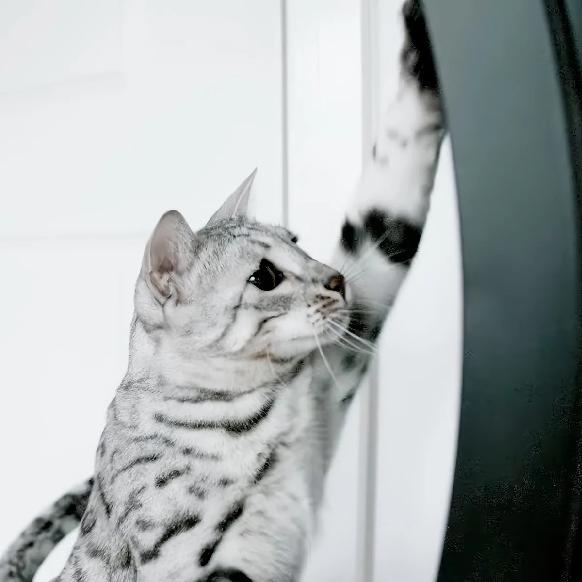 Silver Bengal Cat