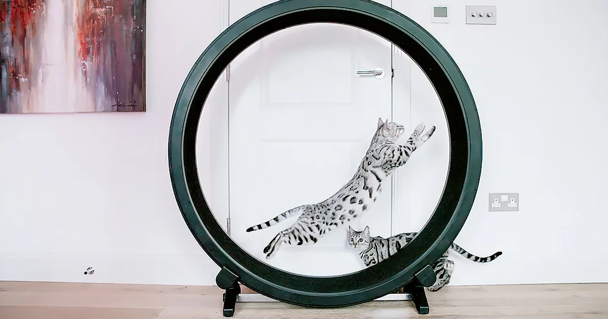 Silver Bengal Cats Look Majestic Running in Slow Motion