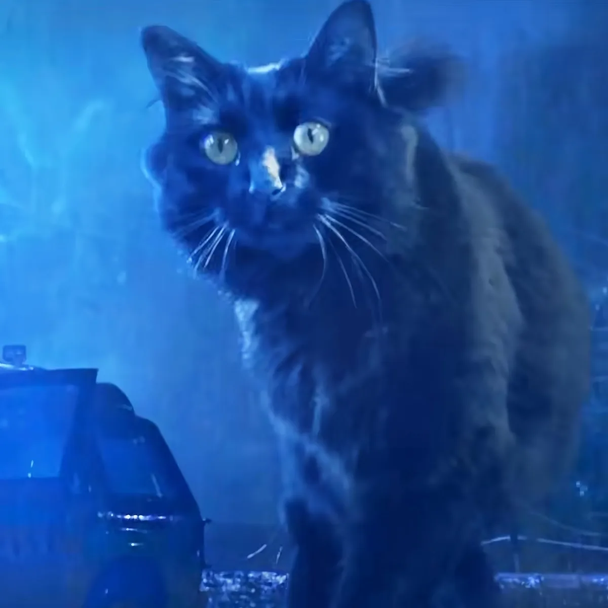 A black cat with striking green eyes sits in a dimly lit room, surrounded by blue hues.