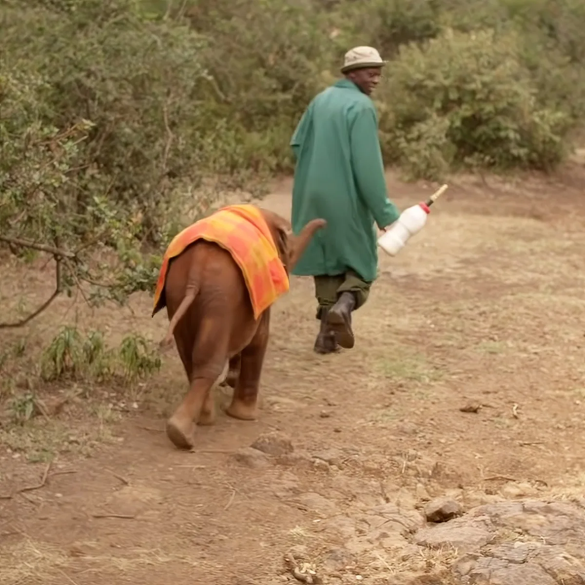 A man in a green coat walks alongside a baby elephant, carrying a bottle, on a dirt path.