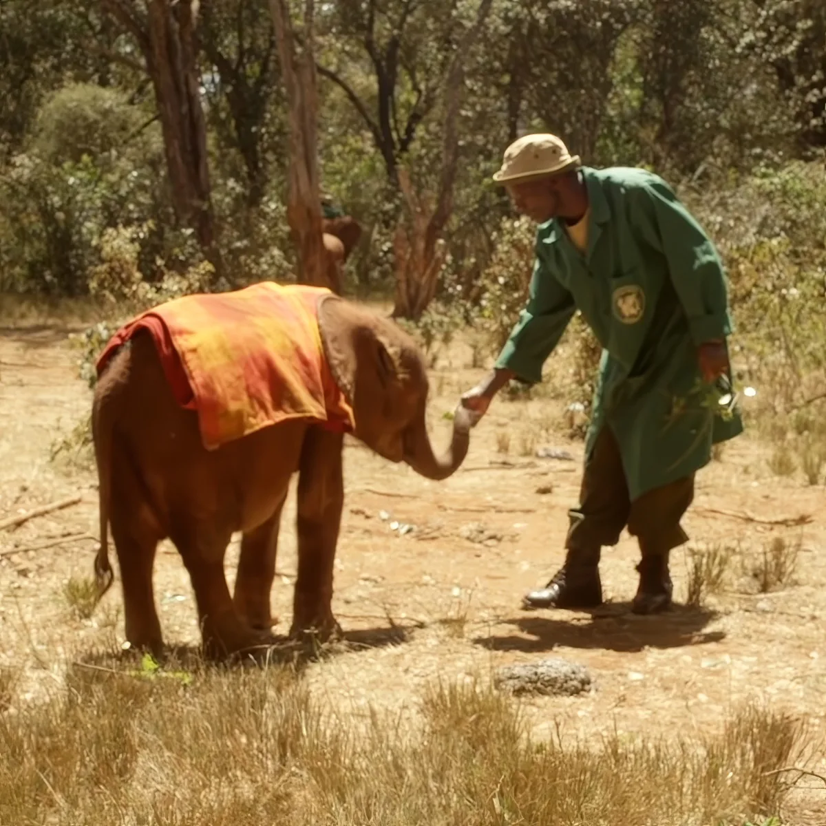 A man in green uniform pets a baby elephant wearing a colorful blanket in a forested area.