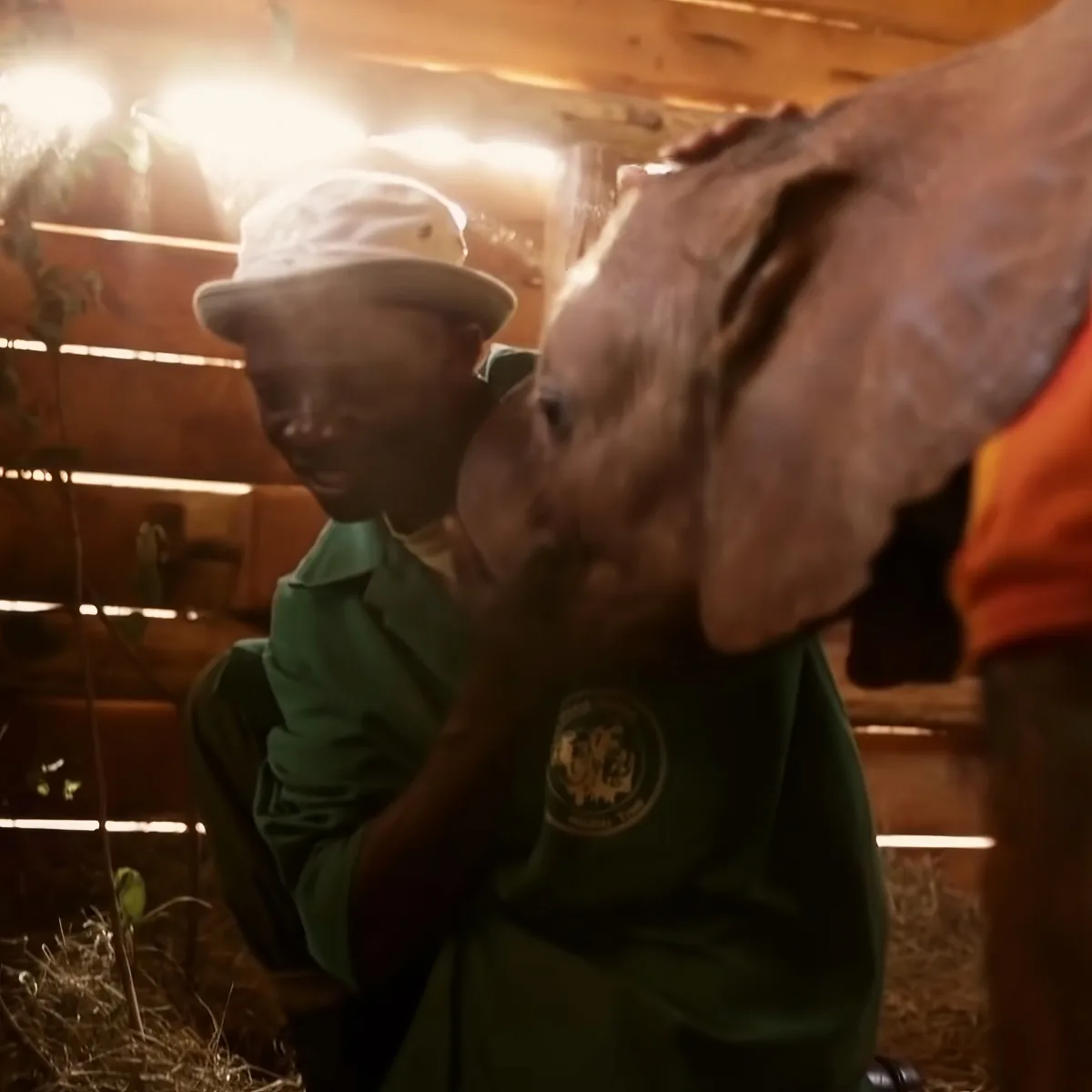 A person in a green uniform and white hat interacts with a baby elephant in a wooden enclosure.