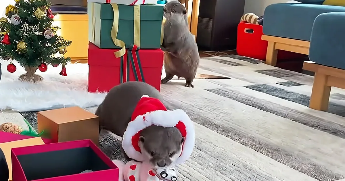 Two Cute Otters Excitedly Open Their Presents on Christmas Morning