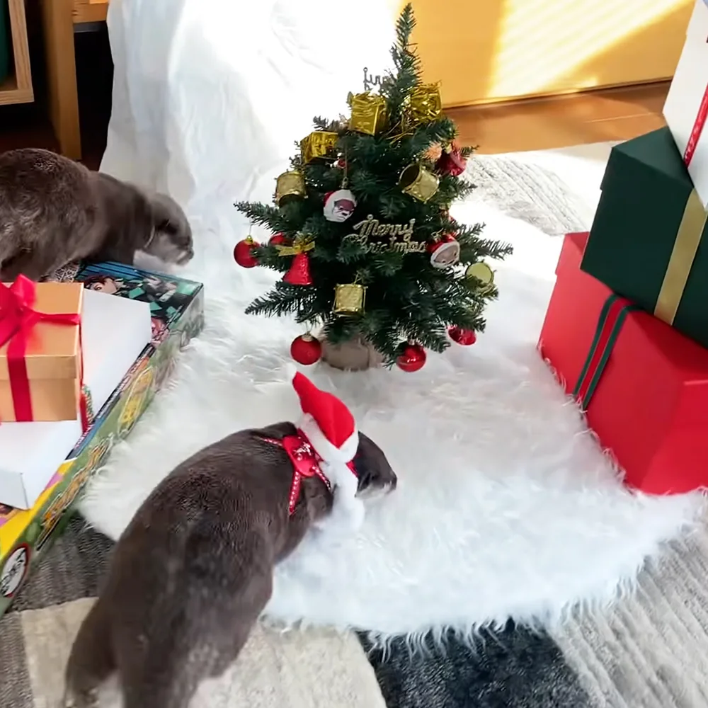 Two cute otters opening Christmas gifts