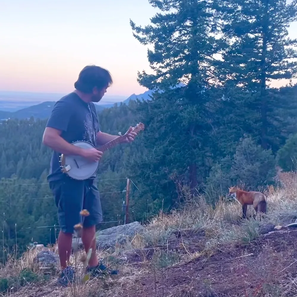 Man playing banjo for wild fox