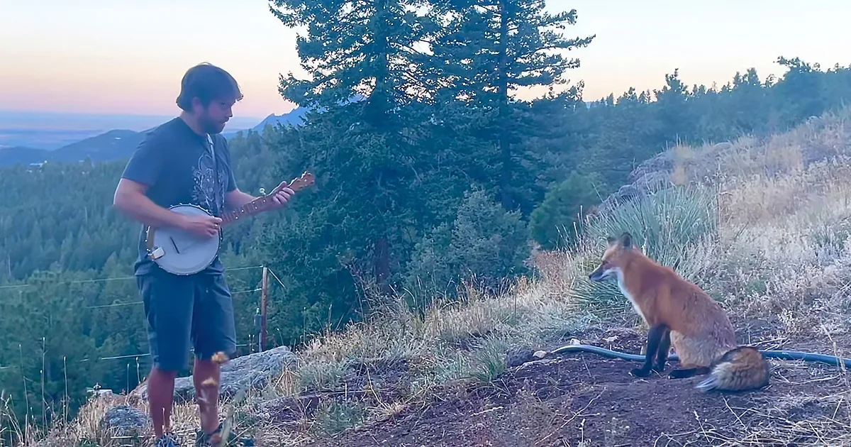 Wild Fox Asks for Encore From Banjo Player in the Mountains