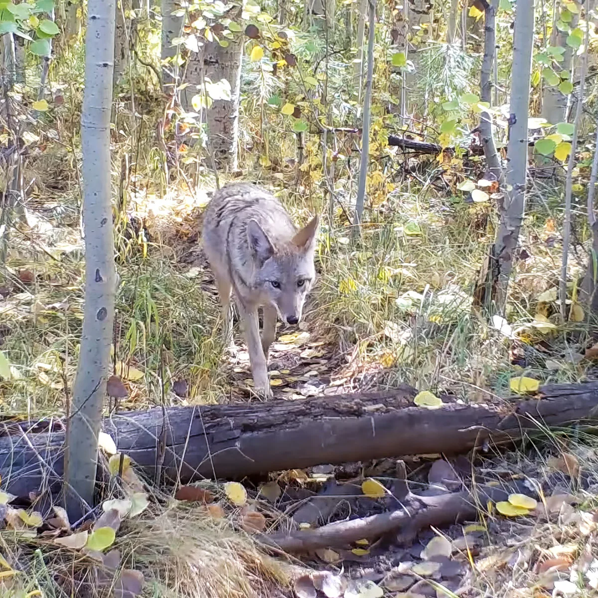 Badger and coyote