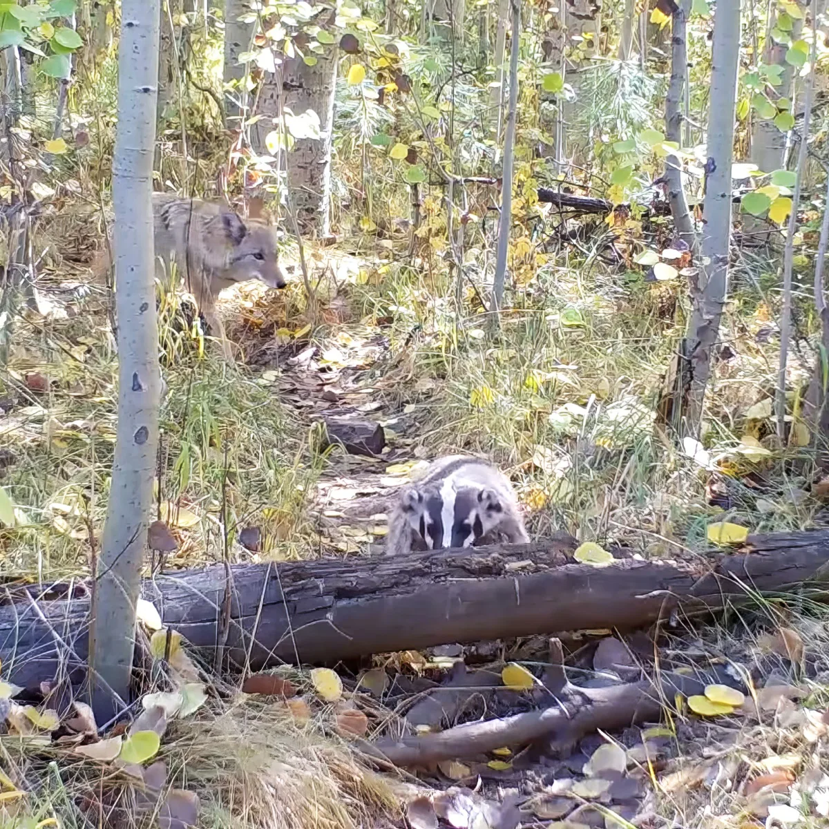 Badger and coyote
