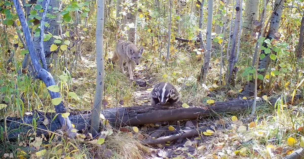 Badger and Coyote''s Unusual Friendship Caught on Camera