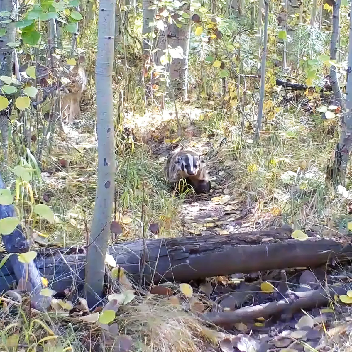 Badger and coyote