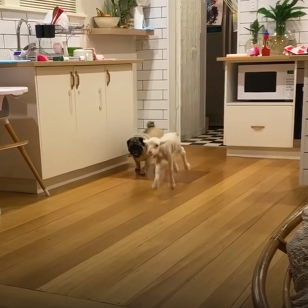 Orphaned lamb playing with puppy