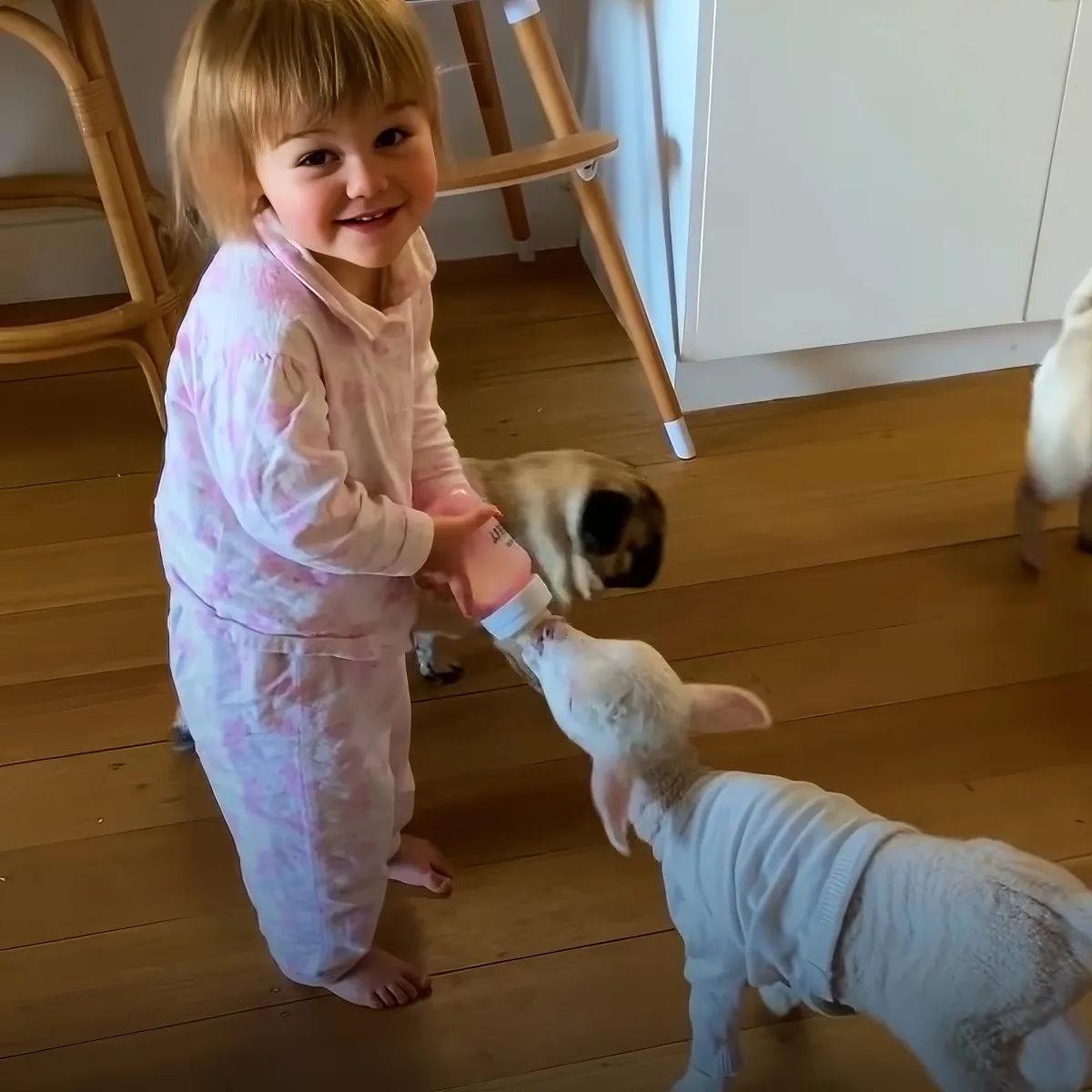Orphaned lamb and toddler