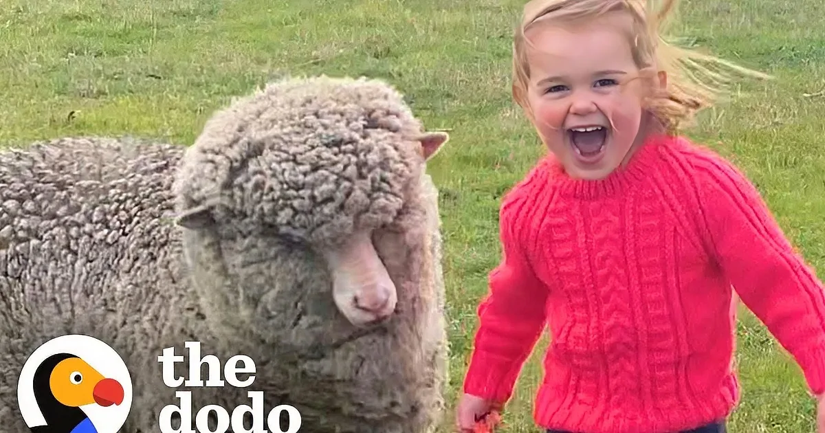 Orphaned Lamb Behaves Like Puppy Around Its Favorite Toddler