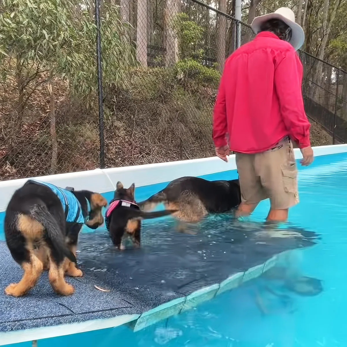 German Shepherd puppies
