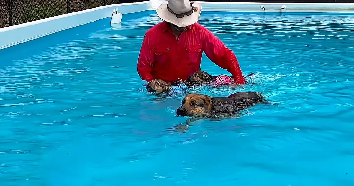 7-Week-Old German Shepherd Puppies Have Their First Swim