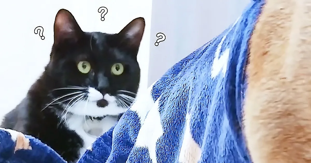A black and white cat with question marks above its head sits on a blue and white striped towel.
