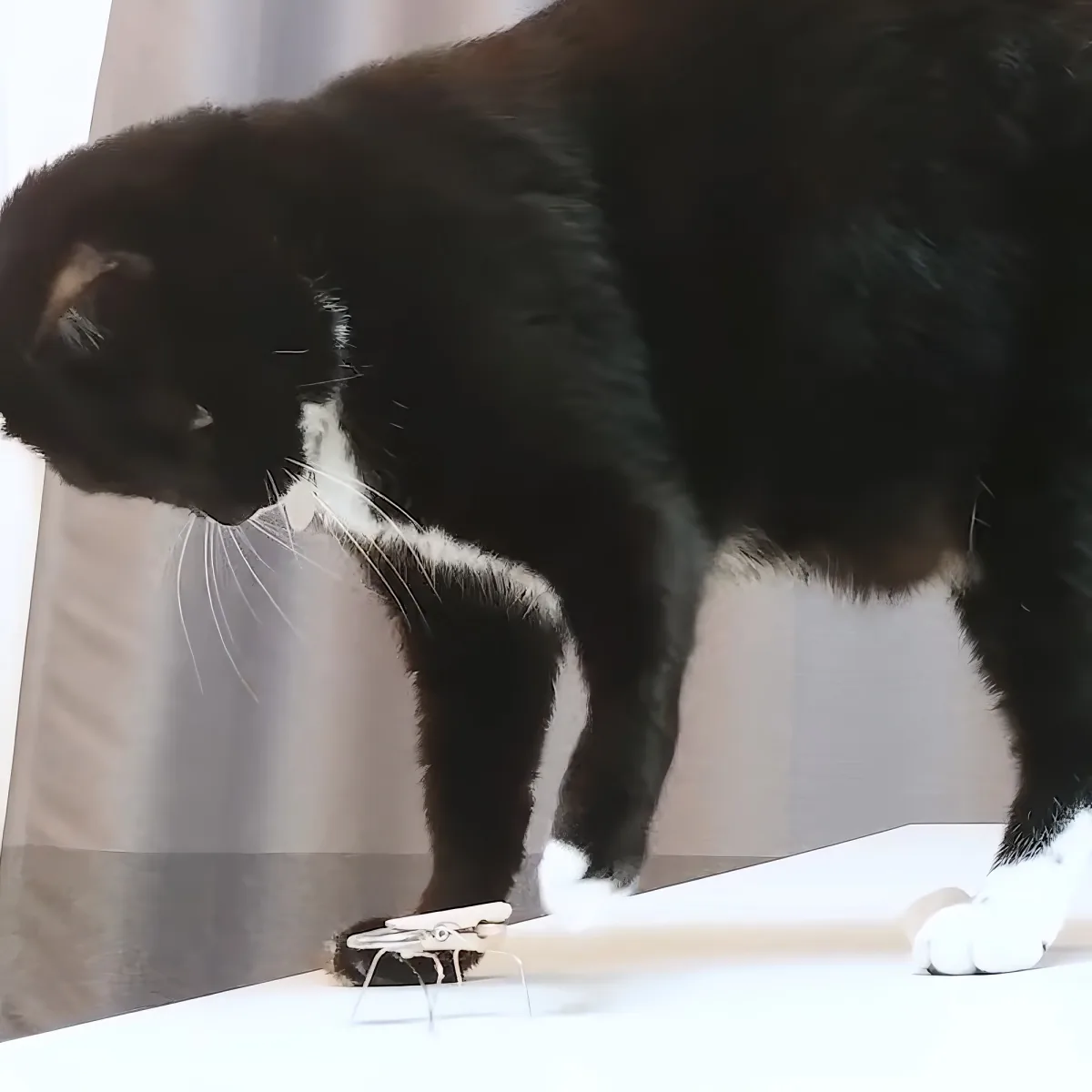 A black and white cat stands on a white surface, looking down at a small object.