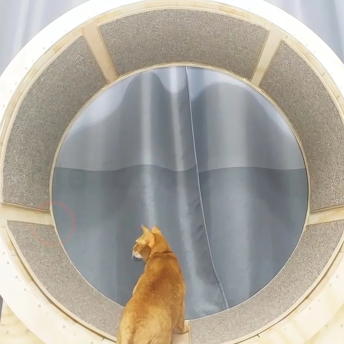 A ginger cat sits on a circular platform, gazing at a large, dark, reflective surface.