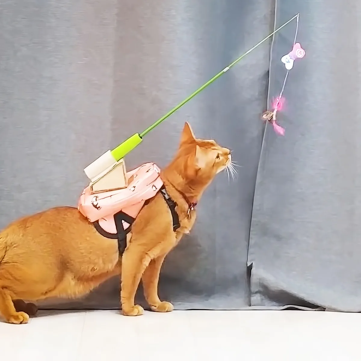 An orange cat wearing a pink backpack and harness looks up at a toy on a string.