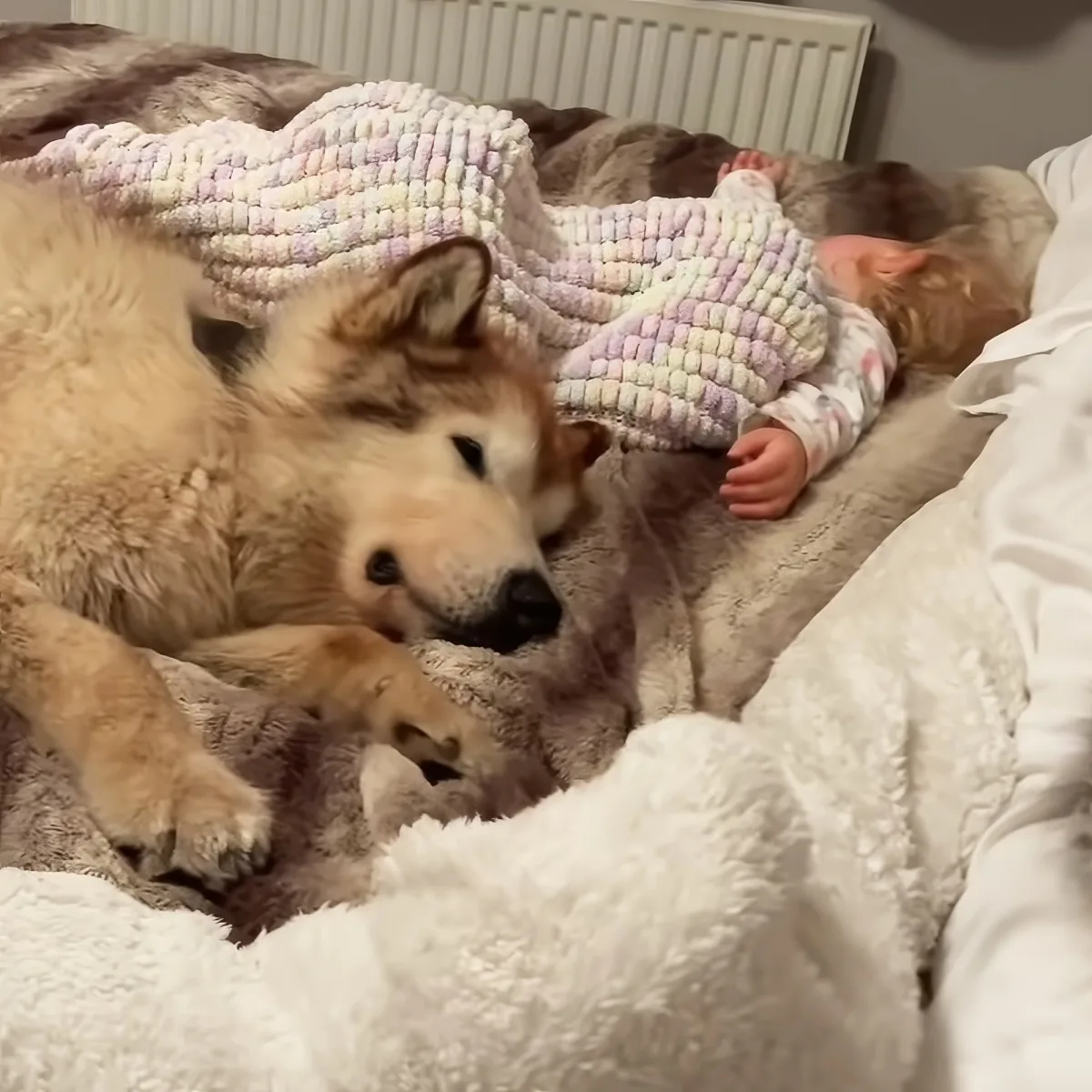 Dog and baby sleeping