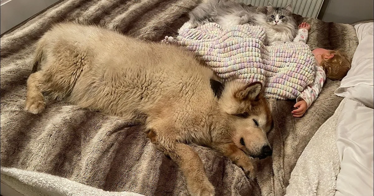Giant Dogs Won't Let Baby Sleep Alone
