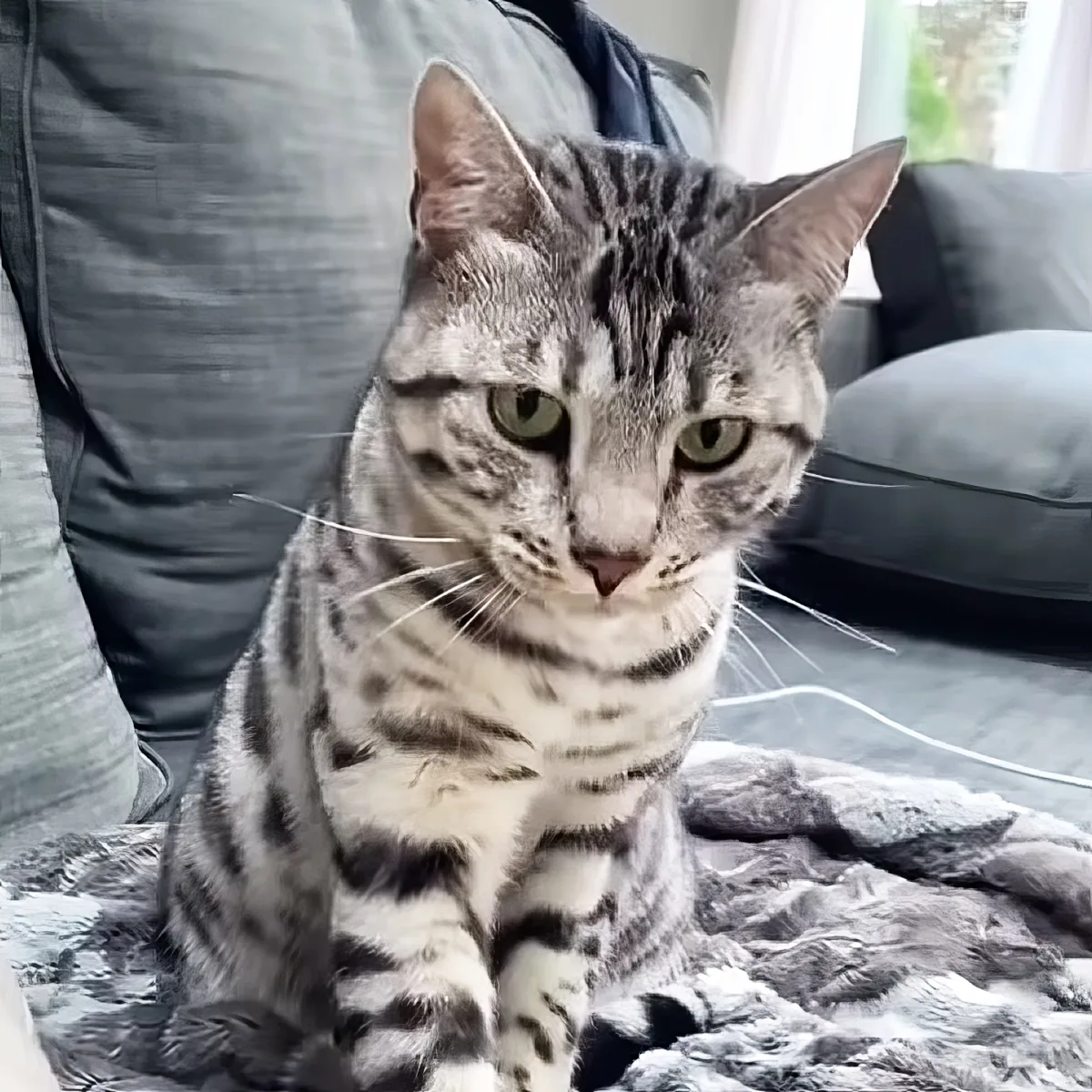 A tabby cat with striking green eyes sits on a textured blanket, looking directly at the camera.