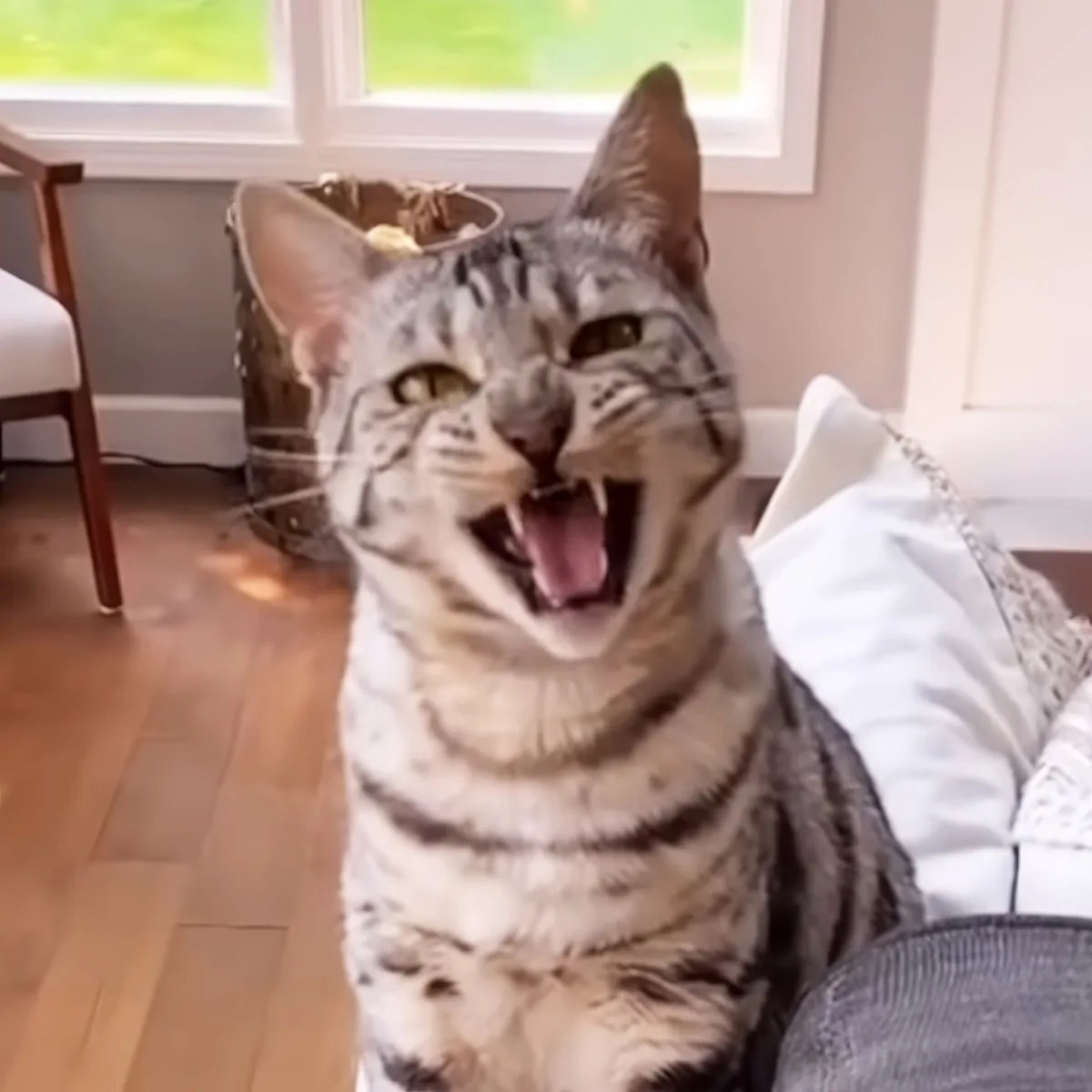 A tabby cat with a wide-open mouth and alert ears sits on a couch, looking directly at the camera.