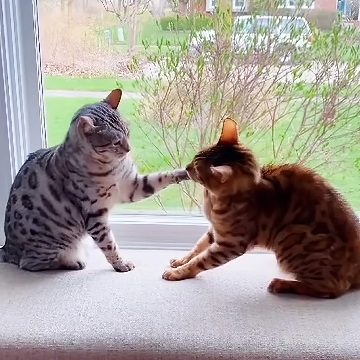 Two Bengal cats, one gray and one brown, are playfully interacting on a windowsill, with the gray cat extending its paw...